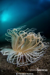 Dancing in the sea by Francesco Pacienza 
